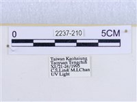 閃光苔蛾藏品圖，第3張