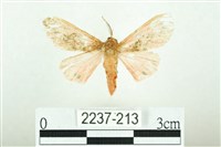 三條橙燈蛾藏品圖，第1張