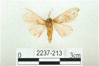 三條橙燈蛾藏品圖，第2張