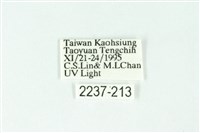 三條橙燈蛾藏品圖，第3張