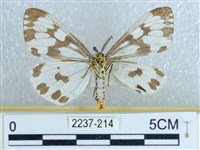 粉蝶燈蛾藏品圖，第2張