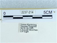 粉蝶燈蛾藏品圖，第3張