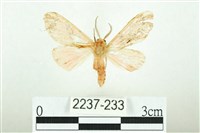 三條橙燈蛾藏品圖，第1張