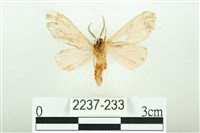 三條橙燈蛾藏品圖，第2張