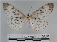 大胡麻斑星尺蛾藏品圖，第2張