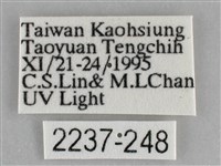 大胡麻斑星尺蛾藏品圖，第3張