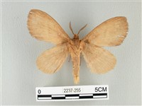 波紋枯葉蛾藏品圖，第2張