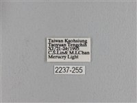 波紋枯葉蛾藏品圖，第3張