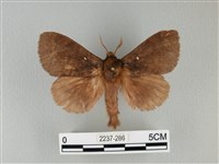 波紋枯葉蛾藏品圖，第1張