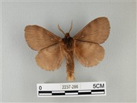 波紋枯葉蛾藏品圖，第2張