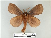 波紋枯葉蛾藏品圖，第1張