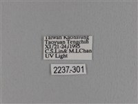 波紋枯葉蛾藏品圖，第3張