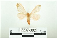 三條橙燈蛾藏品圖，第1張