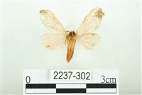 三條橙燈蛾藏品圖，第2張