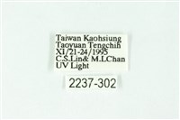 三條橙燈蛾藏品圖，第3張