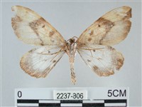 枯葉尺蛾藏品圖，第2張