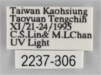 枯葉尺蛾藏品圖，第3張