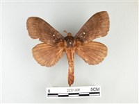 波紋枯葉蛾藏品圖，第1張