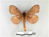 波紋枯葉蛾藏品圖，第2張