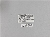 波紋枯葉蛾藏品圖，第3張