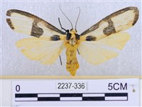 閃光苔蛾藏品圖，第1張