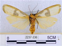 閃光苔蛾藏品圖，第2張