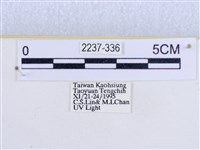 閃光苔蛾藏品圖，第3張