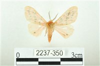 三條橙燈蛾藏品圖，第1張