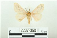 三條橙燈蛾藏品圖，第2張