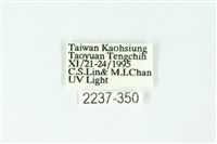 三條橙燈蛾藏品圖，第3張