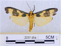 閃光苔蛾藏品圖，第1張