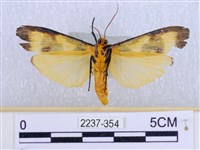 閃光苔蛾藏品圖，第2張