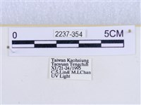 閃光苔蛾藏品圖，第3張