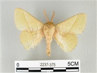 青枯葉蛾藏品圖，第1張