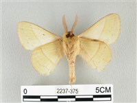 青枯葉蛾藏品圖，第2張