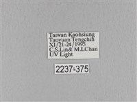 青枯葉蛾藏品圖，第3張