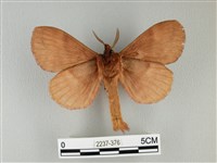 波紋枯葉蛾藏品圖，第2張