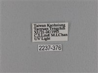 波紋枯葉蛾藏品圖，第3張