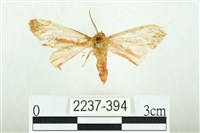 三條橙燈蛾藏品圖，第1張