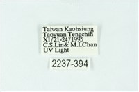 三條橙燈蛾藏品圖，第3張