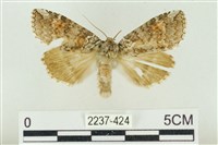 淡紅線波紋蛾藏品圖，第1張