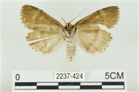 淡紅線波紋蛾藏品圖，第2張