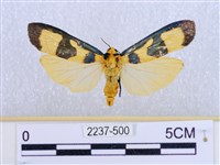 閃光苔蛾藏品圖，第1張