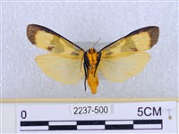 閃光苔蛾藏品圖，第2張