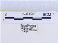 閃光苔蛾藏品圖，第3張