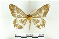 樹形尺蛾藏品圖，第2張