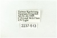 樹形尺蛾藏品圖，第3張