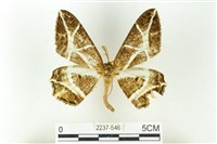 樹形尺蛾藏品圖，第1張