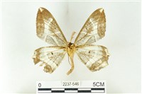 樹形尺蛾藏品圖，第2張