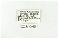 樹形尺蛾藏品圖，第3張